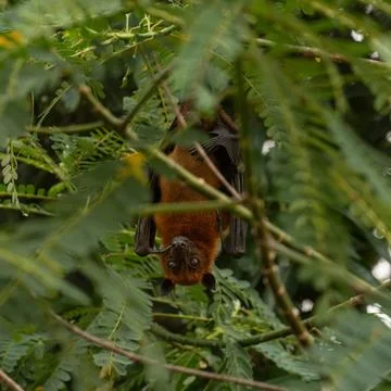 An Indian fruit bat (Pteropus medius) captured through spot focus Stock Photos