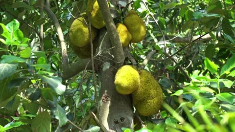 Indian Fruit Jackfruit Growing in Clusters on Tree Trunk in Rural Farm. Stock Footage 335790732