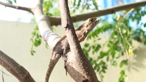 Indian Garden Lizard on Tree and bathing on Sunlight 動画素材 162063076