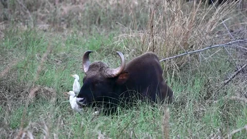 Indian gaur and ducks resting together in the grasslands of Tadoba nation Stock Footage 330400596