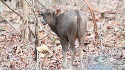 Indian Gaur calf looking back at the camera in Tadoba national park Stock Footage 272143064