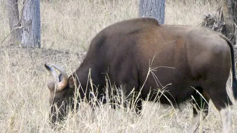 Indian Gaur Stock Footage 205612584