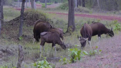 Indian Gaur grazing Stock Footage 144737613