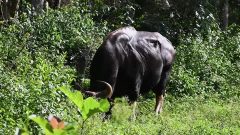 Indian gaur looking into the camera while grazing in Bandipur national park 스톡 동영상 283896294