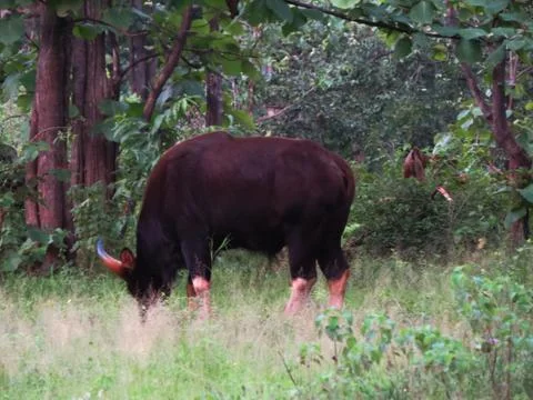 An Indian gaur Stock Photos
