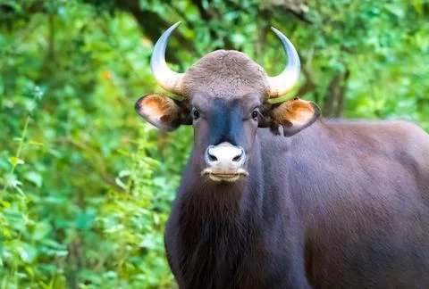 Indian Gaur Stock Photos