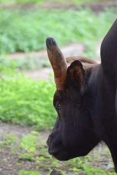 Indian Gaur Stock Photos