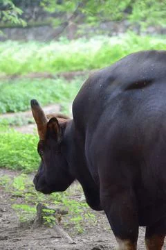 Indian Gaur Stock Photos