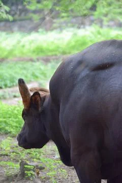 Indian Gaur Stock Photos