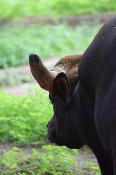 Indian Gaur Stock Photos