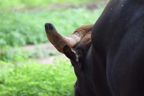 Indian Gaur Stock Photos