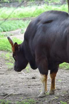 Indian Gaur Foto stock