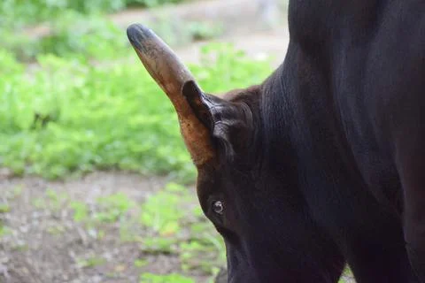 Indian Gaur Foto stock