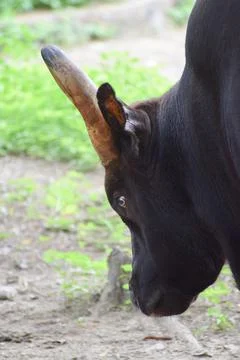 Indian Gaur Stock Photos