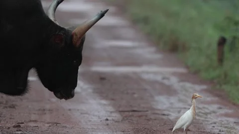 An indian gaur standing in rain while an egret foraging the ground Stock Footage 300754755