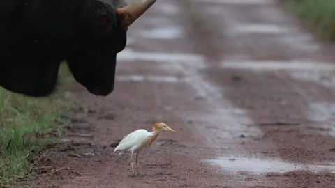 An indian gaur standing in rain while an egret foraging the ground Stock Footage 300754841