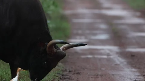 An indian gaur standing in rain while an egret foraging the ground 库存影片 300754922