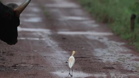 An indian gaur standing in rain while an egret foraging the ground Stock Footage 300755150