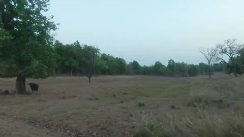 Indian Gaur standing under a tree Stock Footage 207392407