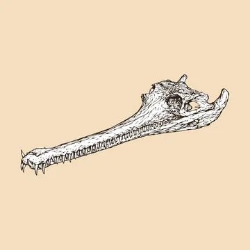 Indian gavial skull head vector illustration Stock Illustration