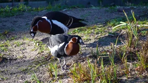  indian geese grazing Stock Footage 294933513