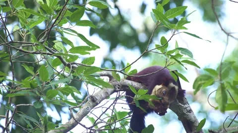 Indian giant squirrel also known as Malabar squirrel or Giant squirrel Stockbeeldmateriaal 145893398