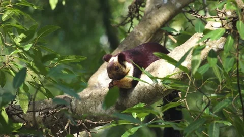 The Indian giant squirrel, or Malabar giant squirrel 動画素材 145892311