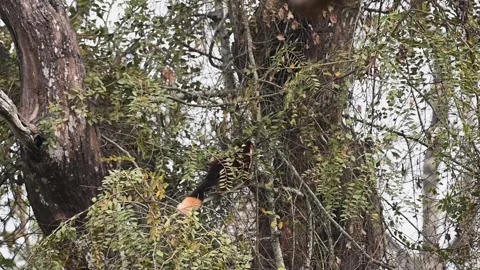 Indian Giant Squirrel quickly climbing up some branches in Kabini national park Stock Footage 267566687