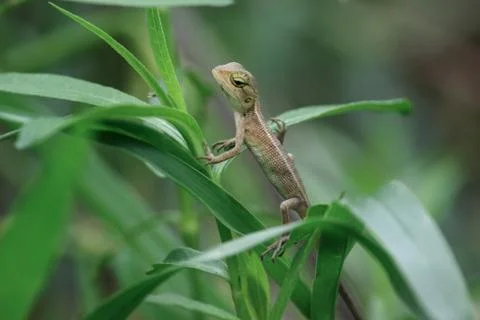 Indian girgit or garden lizard or chameleon on a green plant looking at somet Stock Photos