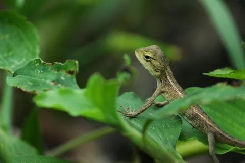 Indian girgit or garden lizard or chameleon on a green plant looking at somet Stock Photos