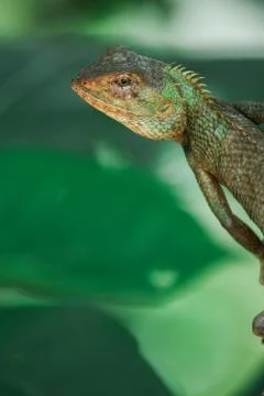 Indian girgit or garden lizard or chameleon on a green plant looking at somet Stock Photos