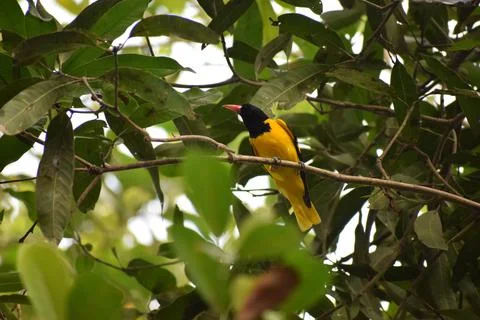 The Indian golden oriole Stock Photos