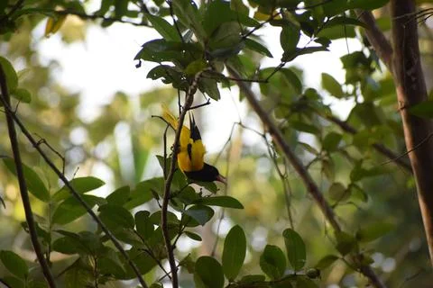 The Indian golden oriole Stock Photos