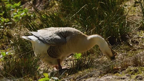 An indian goose standing Stock Footage 274266134