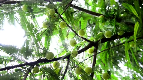 Indian gooseberries Stock-Footage 44257127
