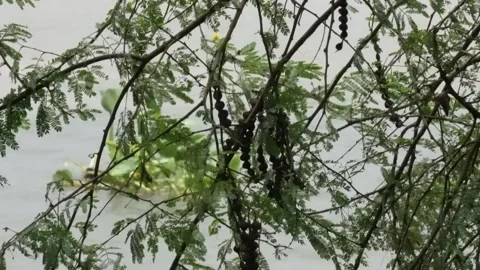Indian Gooseberry tree branches full with leaves and amla Stock Footage 314521054
