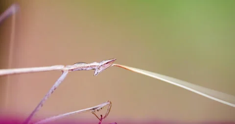 Indian Grass Mantis harvesting trickled moisture 스톡 동영상 339379744