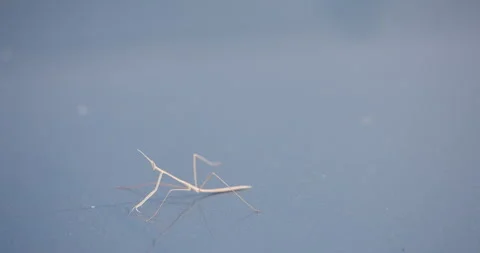 Indian grass mantis moves across a smooth surface, blown by the wind and Stock Footage 335388193