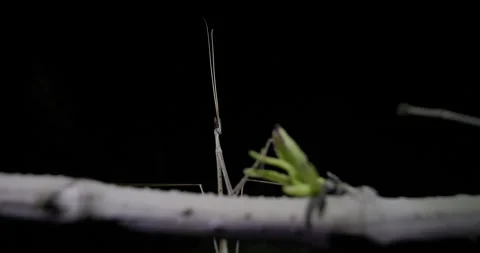 Indian Grass Mantis posing in darkness; detailed look at nocturnal eye colour Stock Footage 340323474
