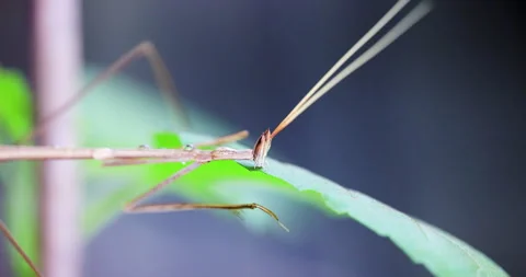 Indian Grass Mantis sipping moisture from a leaf 스톡 동영상 339379670