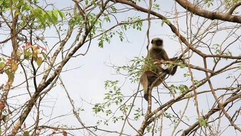 Indian Gray Langur Stock Footage 75742725