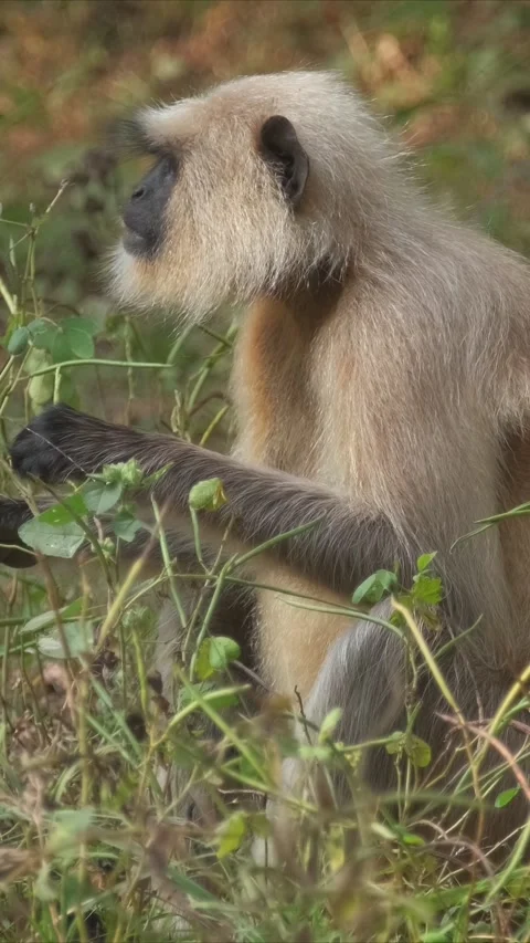 Indian Gray langur Hanuman langur monkey in Ranthambore national park, Rajasthan Vídeo Stock 344582895