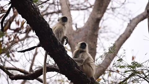 Indian Gray Langurs Jumps on the tree. Funny Monkeys. Wildlife of Maharashtra Stock Footage 240411581