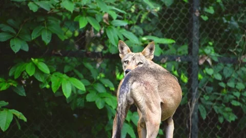Indian gray wolf curiusly looking at camera, slow motion footage. Stock Footage 341345654