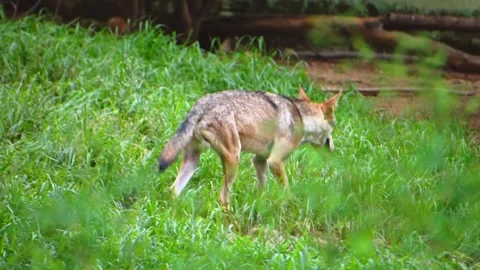 Indian gray wolf walking alone in the forest, slow motion footage. Stock Footage 341345914