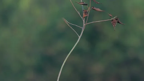 Indian Green Bee Eater Perched on Tree Twig in Northern India Stock Footage 329828605