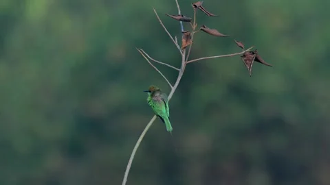 Indian Green Bee Eater Perched on Tree Twig in Northern India Stock-Footage 329828606