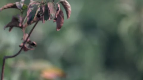Indian Green Bee Eater Perched on Tree Twig in Northern India Stock-Footage 329828632
