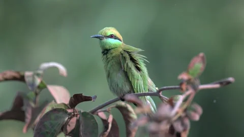 Indian Green Bee Eater Perched on Tree Twig in Northern India Stock-Footage 329828658