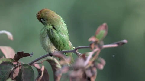 Indian Green Bee Eater Perched on Tree Twig in Northern India Stock-Footage 329828666